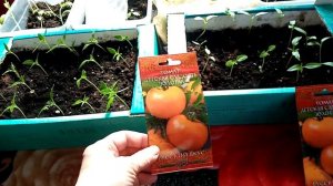 По Совету Продавца купила Семена ПОМИДОР сорта "ДЕТСКАЯ СЛАДОСТЬ Золотая"  Характеристика   16.3.24