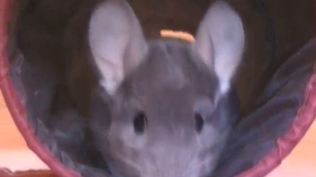 THE CHINS BIG DAY OUT! смотреть онлайн