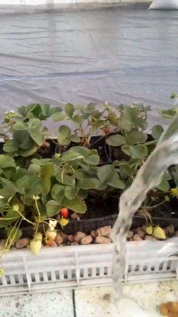 Супер сорт #мурано. Клубника круглый год. смотреть онлайн