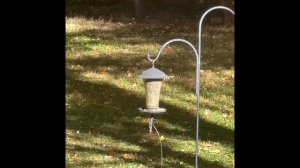 Birds at the trough and squirrels in the yard. Птицы у кормушки и белки на заднем дворе.