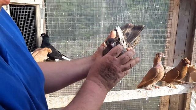 #16 Голуби Яниса смотреть онлайн