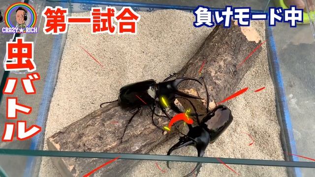 【海外ジャングル】異種格闘！ムシキン バトルしたら驚きの結果だったw （虫バトル）vol1 смотреть онлайн