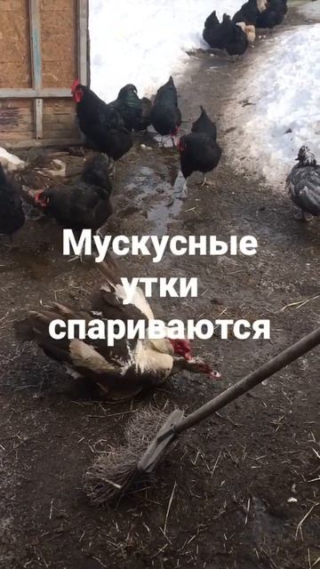 Спаривание мускусных уток смотреть онлайн