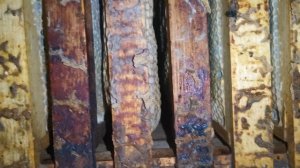 Конец Февраля на пасеке. Как пчелки))