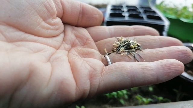 Посев бархатцев смотреть онлайн