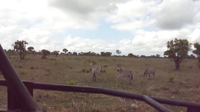 Сафари.Танзания.Зебры смотреть онлайн