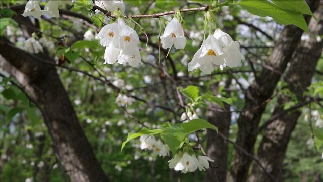 Carolina Silverbell смотреть онлайн