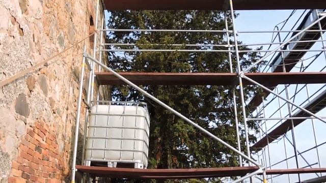 Cis Henrykowski "Henryk" - najstarsze drzewo w Polsce / Oldest tree in Poland смотреть онлайн