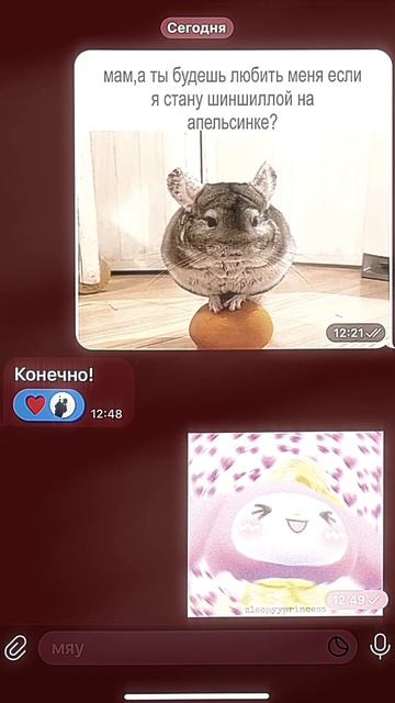 шиншилла на апельсинке🎀#мама #смешно #жиза #тренд #интересно #пов #шиншилла #милота #cute #хочурек смотреть онлайн