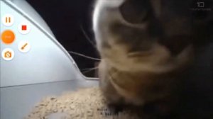 чипи чипи чапа чапа 2:00 2 минуты