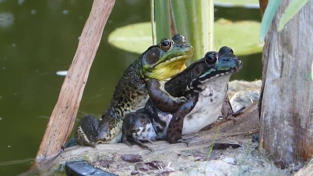 Green Frogs (amplexus)