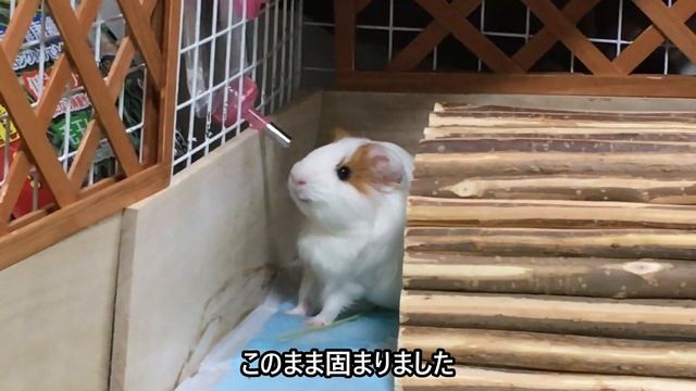 水を飲むのが絶望的に下手なモルモットwww смотреть онлайн