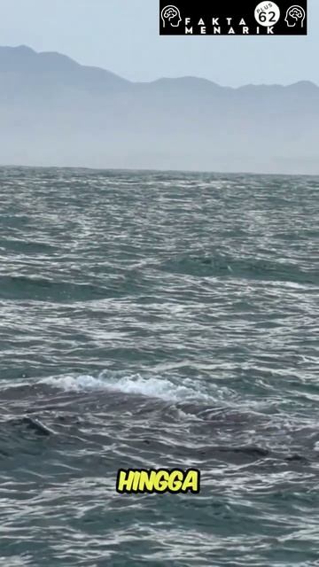 Seberapa Besar Paus Sperma? смотреть онлайн