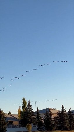 Geese