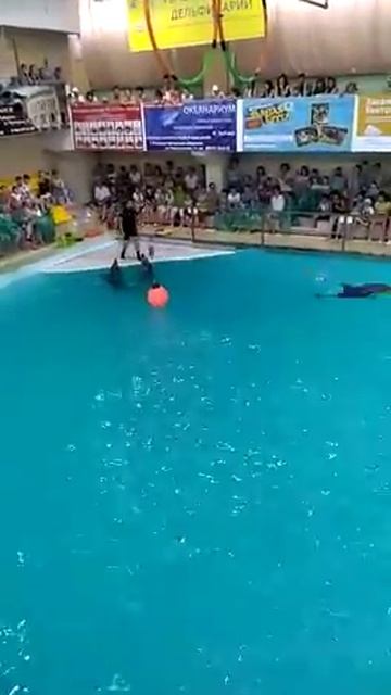 Геленджик 2019.дельфинарий смотреть онлайн