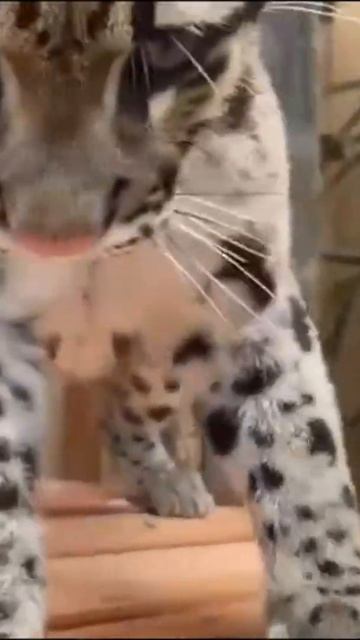 Красавец Оцелот смотреть онлайн