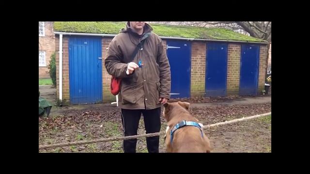 Две УДИВИТЕЛЬНЫЕ СОБАКИ смотреть онлайн