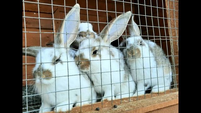 Питомник Южный. Старший брат Ромашкино парк(а) смотреть онлайн