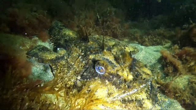 Kicummin Monkfish смотреть онлайн