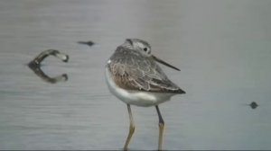 Marsh Sandpiper　コアオアシシギ
