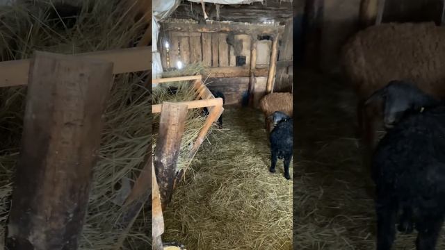 Столовая для ягнят #эдильбаевские #овцы смотреть онлайн