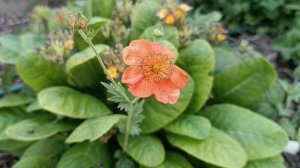 Яркое разнообразие Гравилата (Geum) Сорта, место посадки и уход