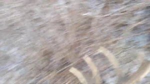 Поиск рогов оленя 2022 /Znalezienie poroża jelenia 2022 / Zrzuty jeleni 2022