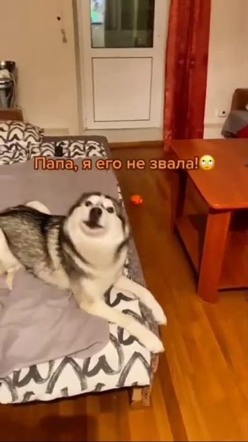 Собака говорит как есть #собака #собаки #хаски #хаскифото #хаскироссии #мило #смешно #хаскибандит