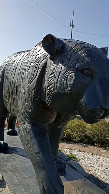 #Амурский тигр - хозяин тайги#Владивосток# ♥🌅🐯🐯🐯🌳🌲🌳♥ смотреть онлайн