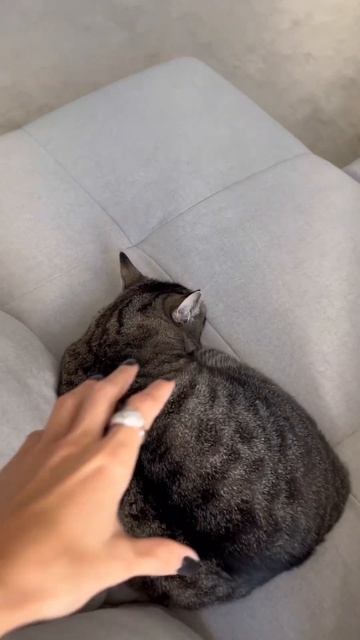 Не ожидала такой реакции от кота!