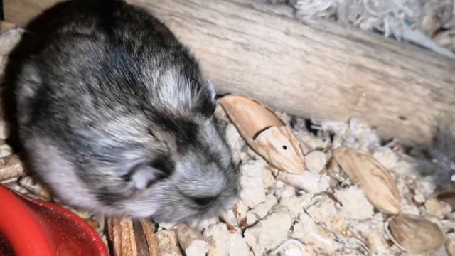 ХОМЯКА В ОДНОМ ДОМЕ смотреть онлайн