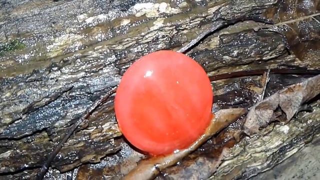 MUSIC -AntPocalypse 2017-Last Ants Of The Year-Grunge Meditations 3 смотреть онлайн