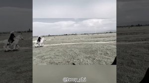 Красивая лошадь. Нашид аиду