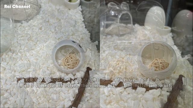 ハムスターケージにマンチボールを入れてみた【行動検証】ジャンガリアンハムスター