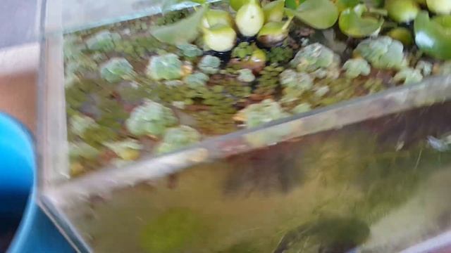 CABOMBA E ECHINODORUS FLORINDO - Visita a CASA DO AQUARISTA WILLIAN смотреть онлайн