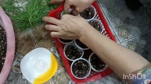 Французская ромашка өсіру. Аргирантемум.  Көшетін отырғызу, тамырландыру. #гүлдер #аргирантемум