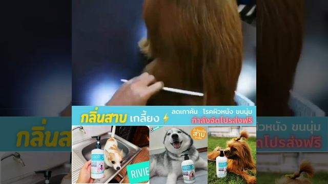 แชมพู DOG DETOX กำจัดกลิ่นสาบ ปัญหาผิว смотреть онлайн
