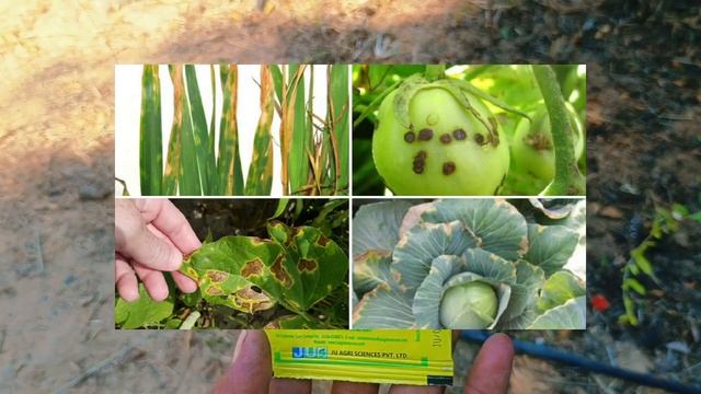 Streptocycline | Streptomycin Sulphate + Tetracycline Hydrochloride | streptocycline fungicide смотреть онлайн