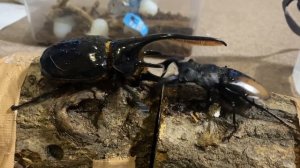 ネプチューンオオカブトvsパリーフタマタクワガタ Dynastes neptunus vs Hexarthrius parryi