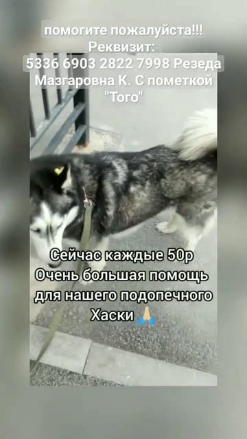 ПОМОГИТЕ оплатить передержку 🙏🏻😭 #хаски #нужнапомощь #собака #приютдлясобак #помогите