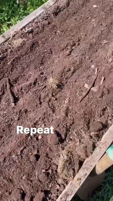 How to grow carrots (for a continuous supply with succession sowing) #growingfood #veggiegarden