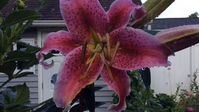 ORIENTAL LILIES, Summer 2017! смотреть онлайн