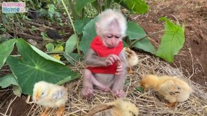 The chicks think BiBi monkey is their mom