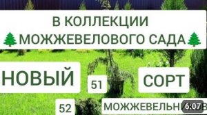 НОВЫЕ СОРТА МОЖЖЕВЕЛЬНИКОВ ДЛЯ КОЛЛЕКЦИИ 🌲МОЖЖЕВЕЛОВОГО САДА🌲11.05.2024г.