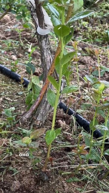 Уход за голубикой в период дождей смотреть онлайн