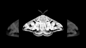 Saturnia Pavonia