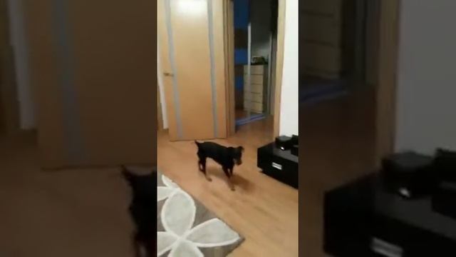 Собака приносит носки, чтобы с ней пошли гулять:) смотреть онлайн