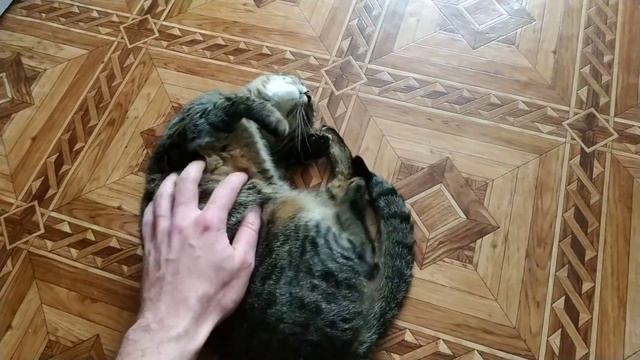 Видео о том, как я сегодня с котиком играл. Часть 1 :) смотреть онлайн