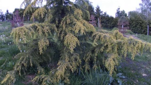 Zlata / Golden смотреть онлайн