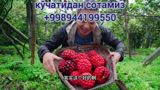 Кадсура какения, кўчатлари сотилади смотреть онлайн